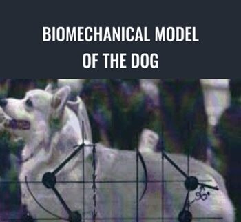 BioMechanical Model of the Dog - Evgenij Yerusalimsky