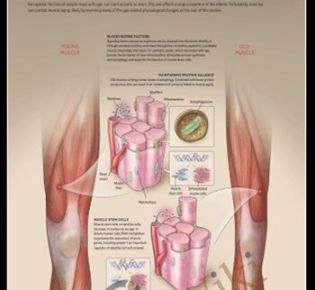 Rebuild Your Body 2016 - Muscular System